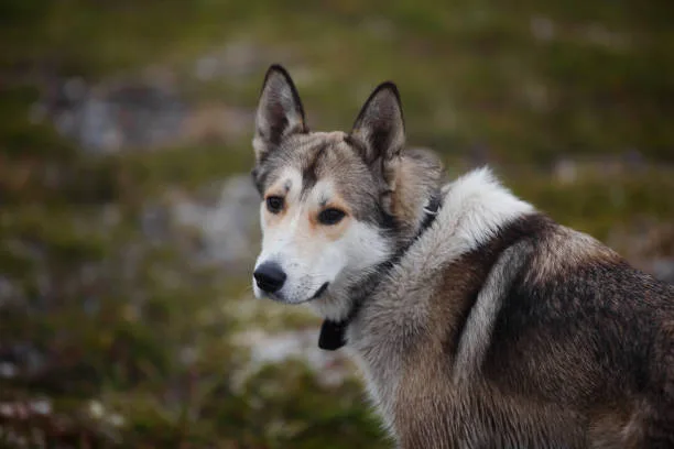Alaskan husky personality Training An Alaskan Husky: A Joyful Challenge