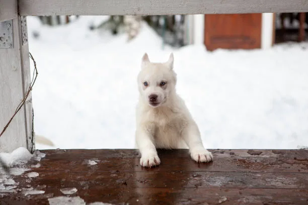 Alaskan husky personality Health and Grooming in Husky Care