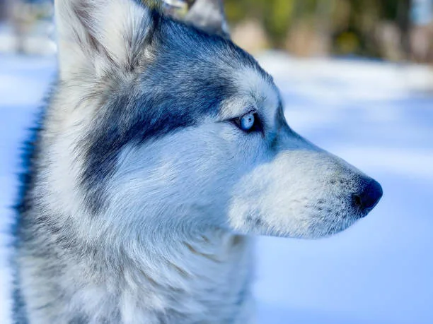 Alaskan husky personality The Loyal Companion