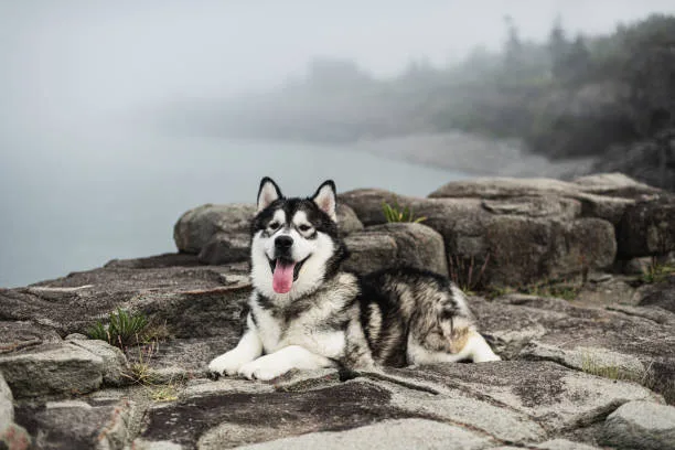Alaskan husky personality Living with an Alaskan Husky: Space and Environment Needs