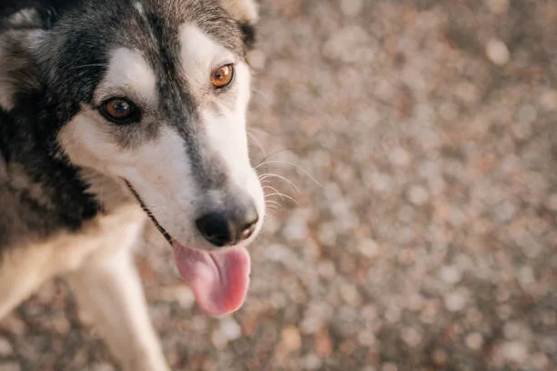 Alaskan husky personality Sled Dog Essentials: Training and Behavior