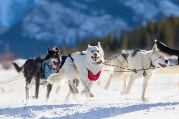 Alaskan husky vs siberian husky tail Sled Dog Capabilities and Care