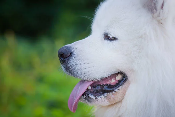 Albino husky puppy Embracing the Uniqueness of Your Albino Husky