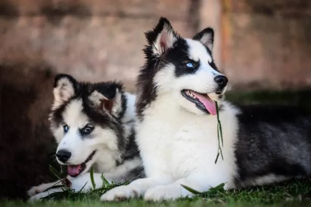 Albino husky puppy Siberian Husky Exercise Requirements and Strategies