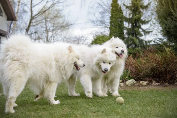 Albino husky puppy Understanding and Preventing Potential Health Issues