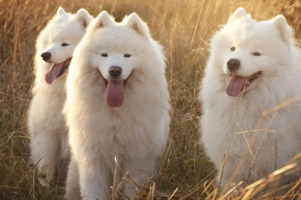 Albino husky puppy Managing UV Sensitivity in Albino Huskies