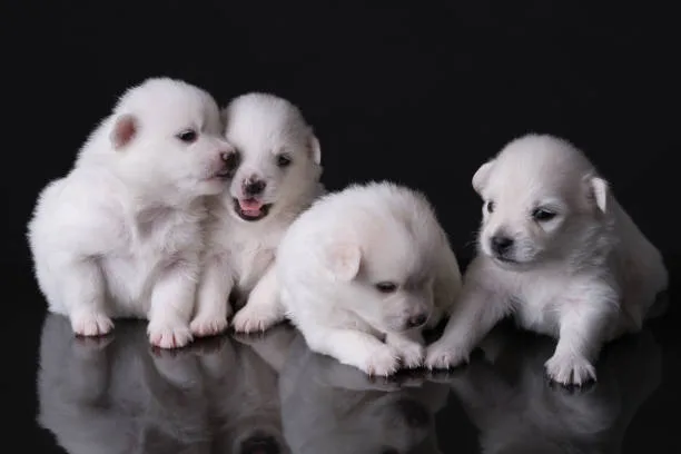 Albino husky puppy Socialization and Mental Health