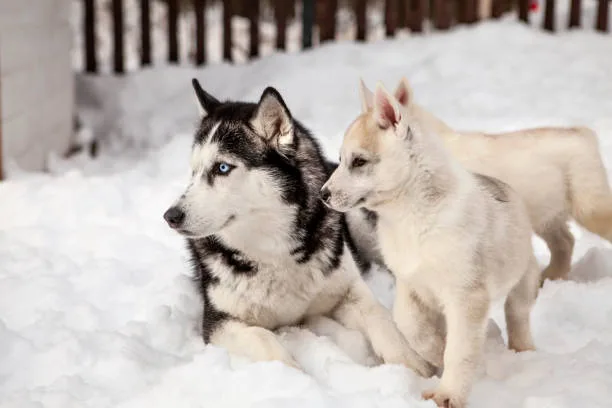 All about agouti husky vs siberian husky Suitable Environments for Husky Dogs