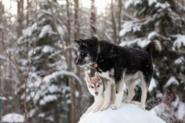 All about agouti husky vs siberian husky Understanding the Genetic and Temperamental Diversity of Huskies