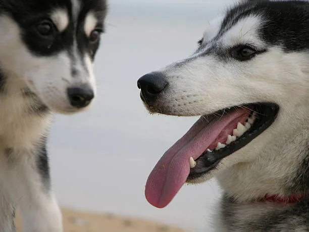 All about agouti husky vs siberian husky Health Issues and Lifespan of Huskies
