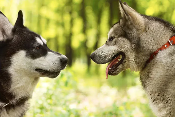 All about agouti husky vs siberian husky Temperamental Traits of Agouti vs Siberian Huskies