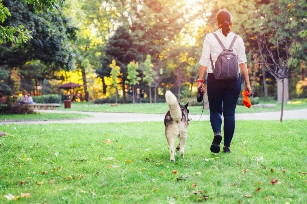 Allergy-Friendly Travel and Accommodation for Husky Owners Travel Options for Huskies with Allergies