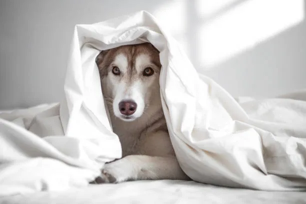 Allergy-Friendly Travel and Accommodation for Husky Owners Booking the Right Accommodation: Allergy-Conscious and Pet-Friendly