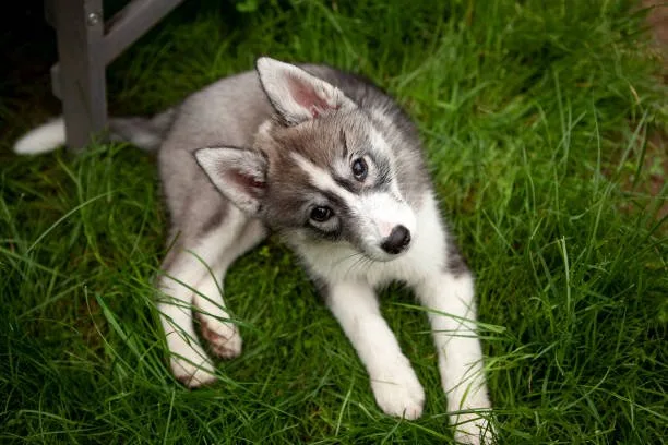 Allergy-Friendly Travel and Accommodation for Husky Owners Dining Out with Your Husky