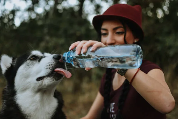 Allergy-Friendly Travel and Accommodation for Husky Owners Practical Husky Travel Advice: Dog-Friendly Vacation Planning