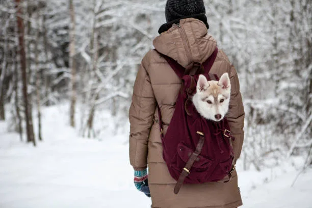 Allergy-Friendly Travel and Accommodation for Husky Owners Conclusion: Embrace the Adventure with Confidence