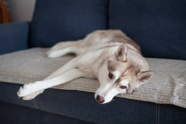 Are huskies allowed in apartments Noise Management and Behavioral Training in Apartment Living