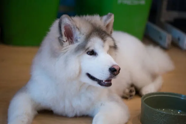 Are huskies allowed in apartments Exercise Essentials for Apartment-Dwelling Huskies