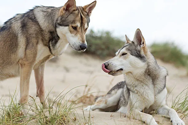Are huskies and wolves related The Importance of Exercise for Huskies