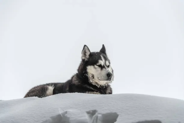 Are huskies and wolves related Training Your Husky With Respect to Their Wolf-Like Qualities