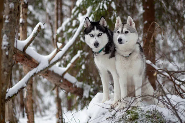 Are huskies and wolves related Understanding Huskies' Needs Through Their Ancestry