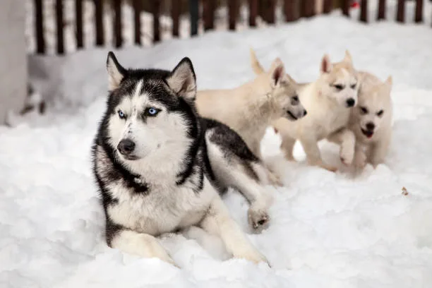 Are huskies and wolves related The Role of Primal Instincts and Pack Dynamics in Husky Behavior
