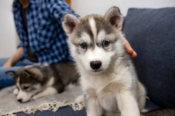 Are huskies and wolves related Preparing Your Home for a Husky