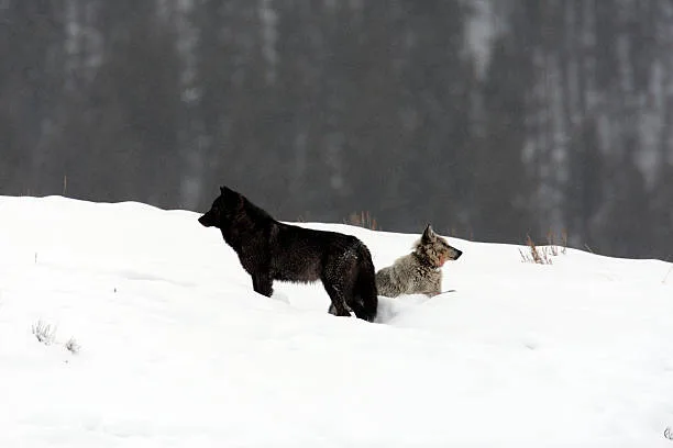Are huskies and wolves related The Husky's Desire for Companionship: A Trait from Wolves