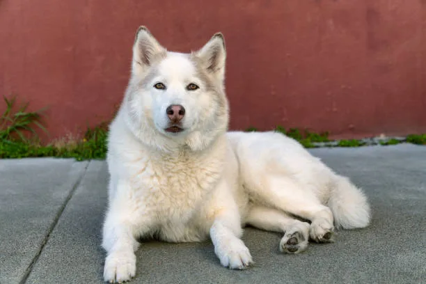 Are huskies considered large breed Training and Behavior Management
