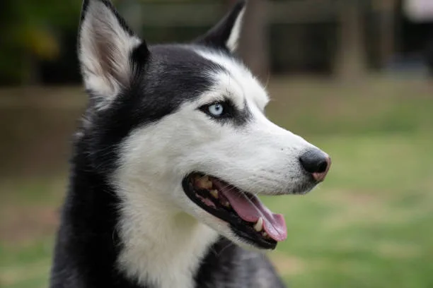 Are huskies considered large breed The Costs of Owning a Large Breed