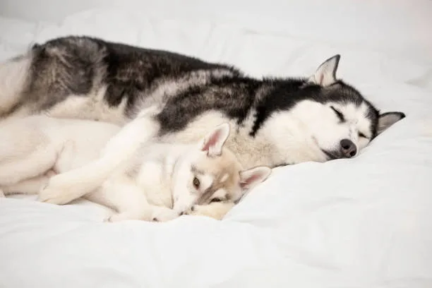 Are huskies considered large breed Nurturing the Husky's Health: Nutrition and Lifespan