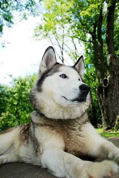 Are huskies considered large breed Adopting or Shopping for a Husky
