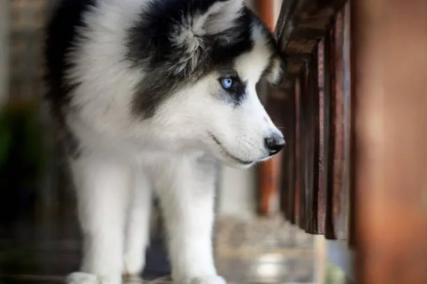 Are huskies good watchdogs Harnessing the Husky's Natural Abilities for Home Security
