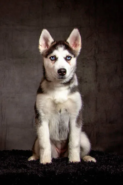 Are huskies good watchdogs Vocalization: A Husky's Warning System