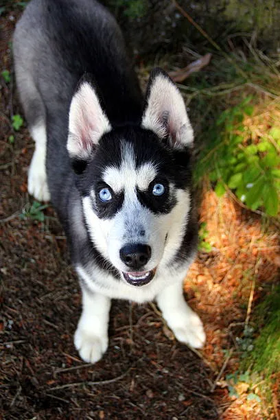 Are huskies good watchdogs Training Your Husky to Be a Watchdog