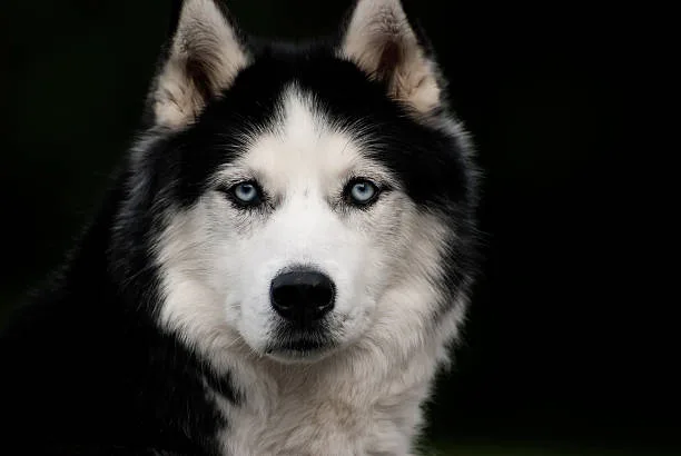 Are huskies good watchdogs Huskies' Interaction with Strangers