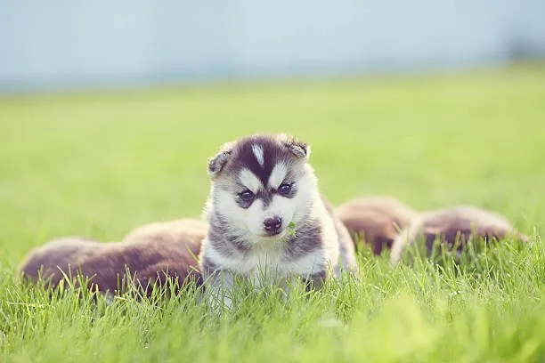 Are huskies good watchdogs Conclusion: Are Huskies Suitable as Watchdogs?