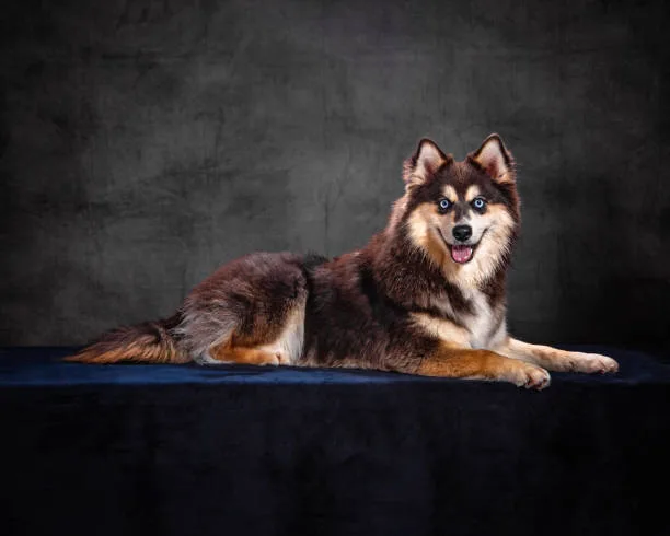 Best crate for a siberian husky in Real Owner Experiences