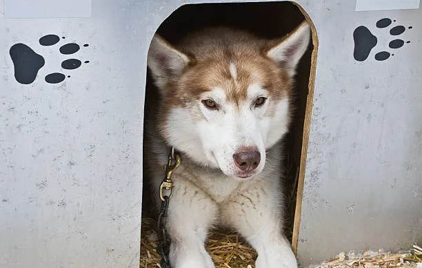 Best crate for a siberian husky in Selecting the Optimal Husky Crate Size and Material