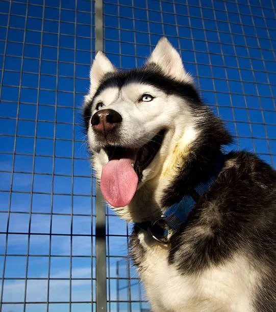 Best crate for a siberian husky in Conclusion: Making the Right Choice