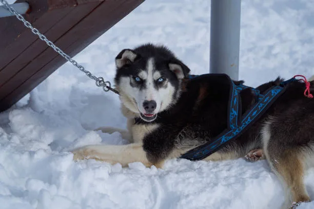 Best dog harness for husky Safety First: Reflective and Weatherproof Options