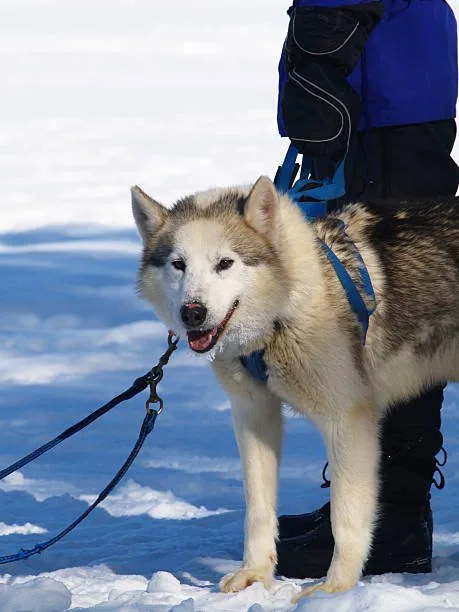 Best dog harness for husky Selecting a Husky-Sized Harness for Optimal Fit