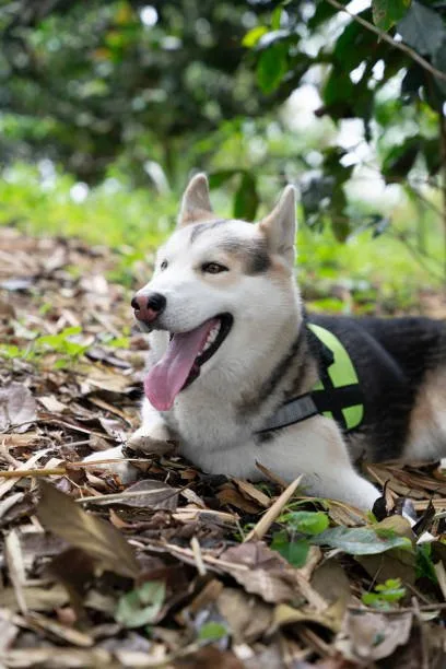 Best dog harness for husky Conclusion: Making the Right Choice for Your Husky