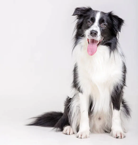 Border collie husky mix temperament Exercise Needs: Not Just Physical