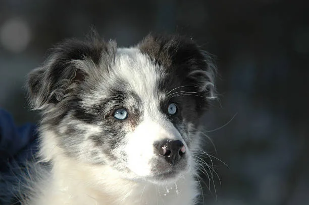 Border collie husky mix temperament Mental Workout: Catering to the Minds of Intelligent Breeds