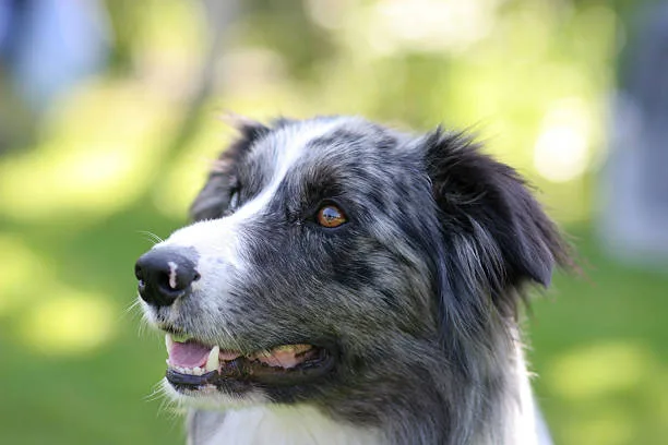 Border collie husky mix temperament Intelligence and Learning Ability