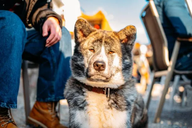 Can a husky be an emotional support dog Husky Care and Wellness Guide