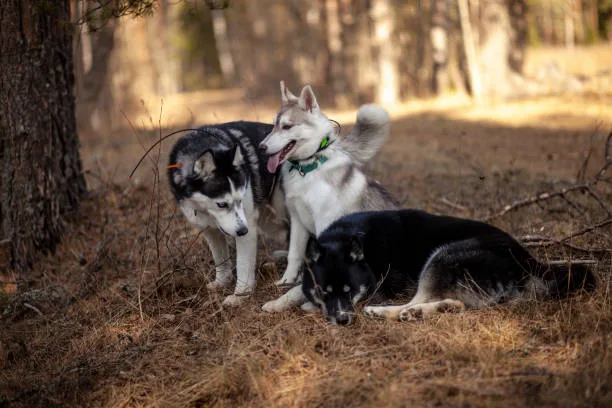Can a husky be an emotional support dog Challenges and Considerations