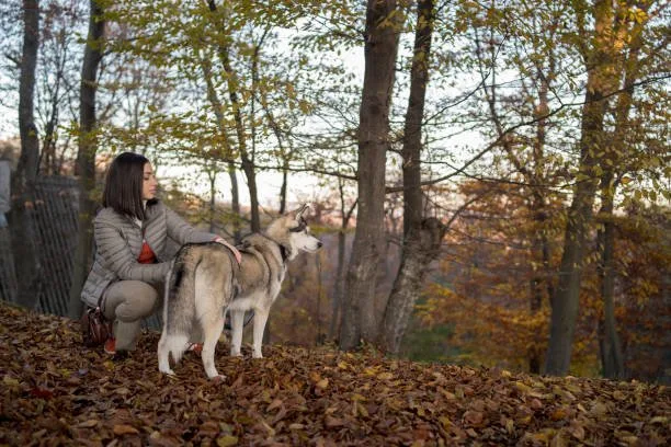 Can a husky be an emotional support dog The Legal Status of Emotional Support Dogs