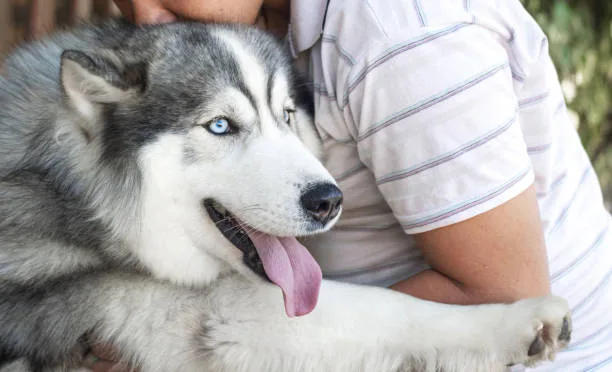 Can a husky be an emotional support dog Enhancing Mental Well-Being with Husky Emotional Support